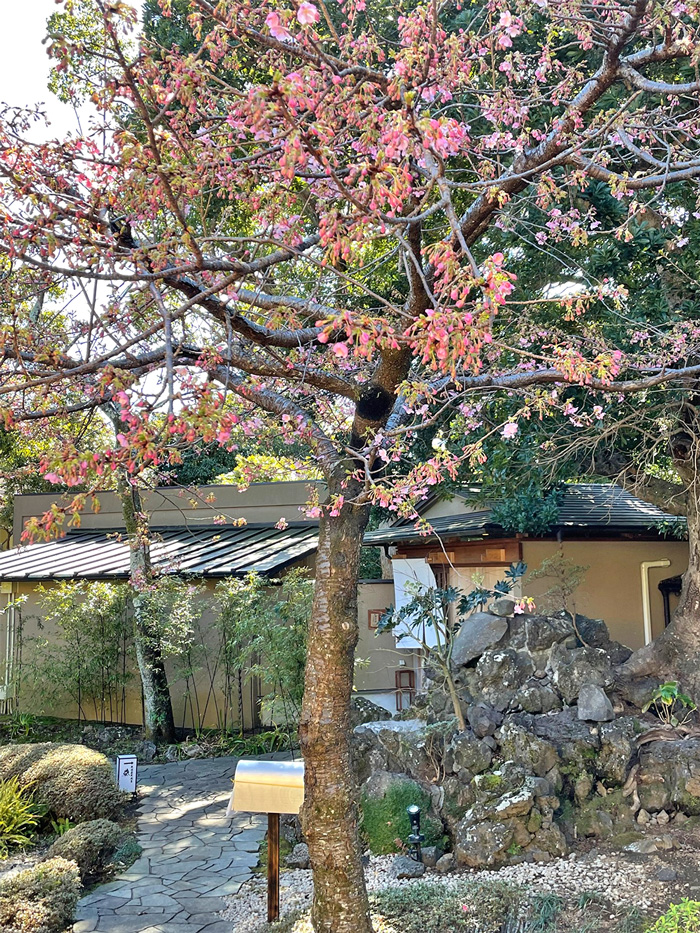 坐漁荘本館庭園にある河津桜のつぼみがようやく開花し始めました