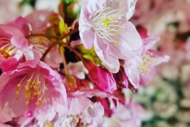 夜の河津桜