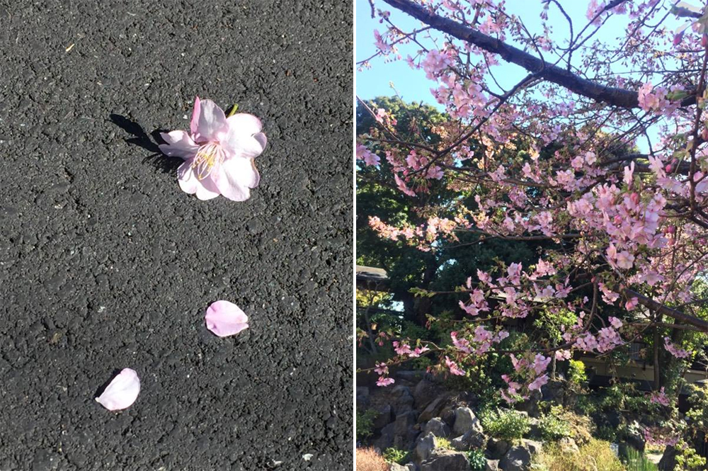 「坐漁荘さくら情報」