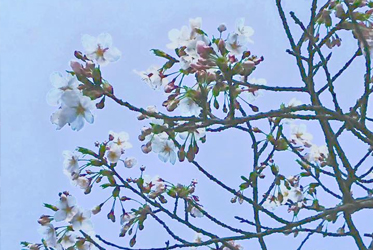 伊豆高原桜並木通りのソメイヨシノ