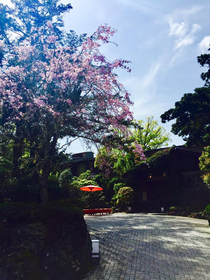 枝垂れ桜、見頃です