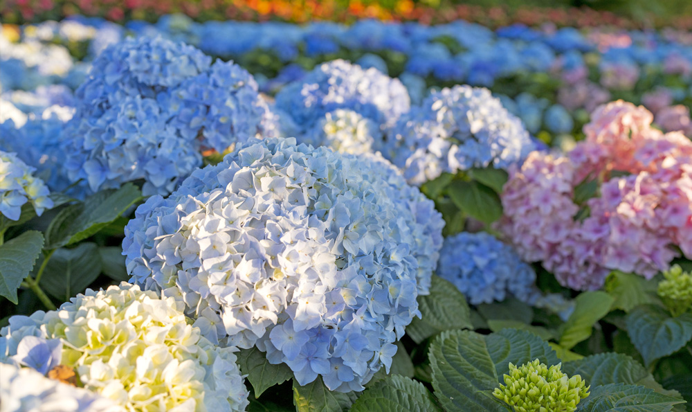 紫陽花 が綺麗な季節になりました