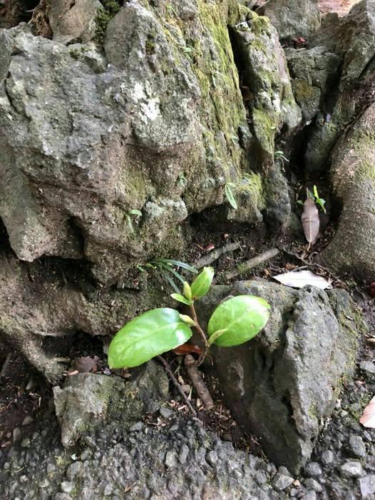 《小梅研習日記》