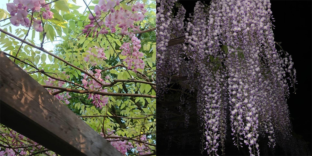 「坐漁荘花だより」