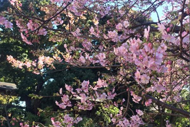 「坐漁荘さくら情報」