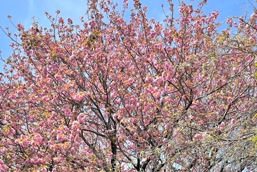 坐漁荘中庭のボタン桜