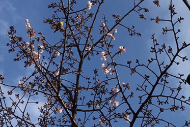 春櫻初綻，坐漁莊的花見時光