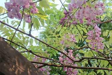 「坐漁荘花だより」