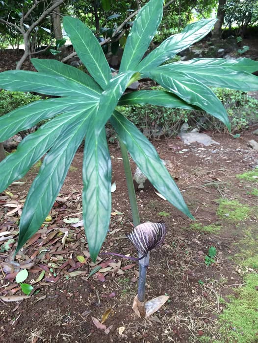 離れの庭に咲く、驚きの「蝮草」