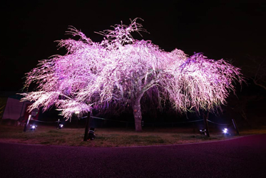 坐漁荘から車で約10分ほどの場所にあるさくらの里では、夜桜鑑賞会を開催中です