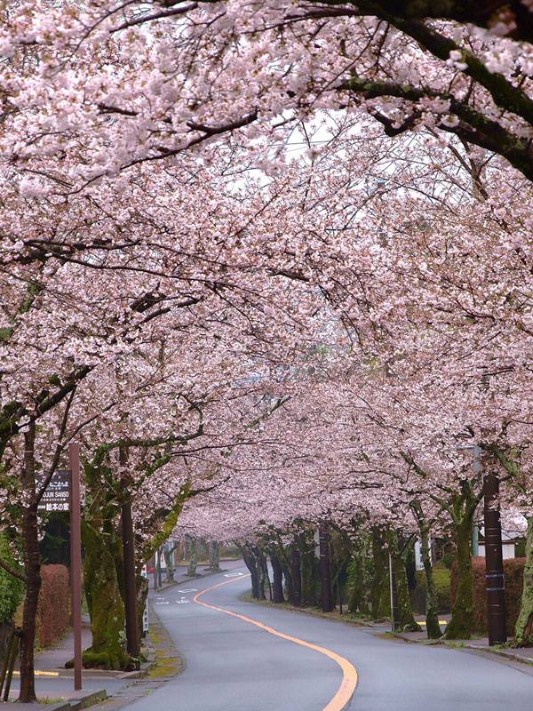 伊豆高原桜並木が最高に見ごろです！！