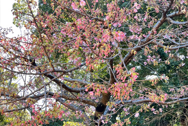 坐漁荘本館庭園にある河津桜のつぼみがようやく開花し始めました