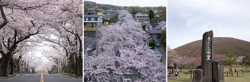 さくらの里が見頃を迎えております