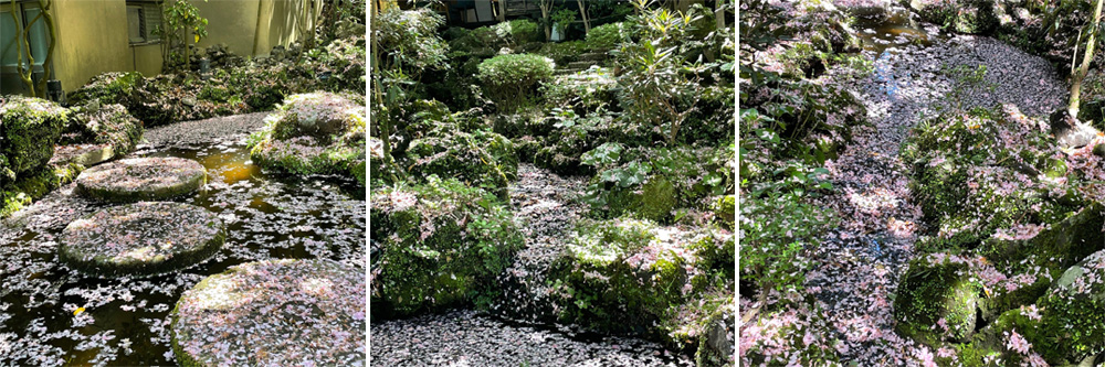 坐漁荘中庭のボタン桜