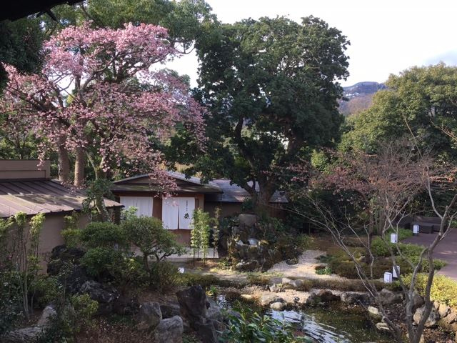 庭園露天風呂の前の寒桜が見頃を向かえております