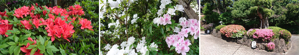 《矢田爺爺-津村爸爸賞花報報》