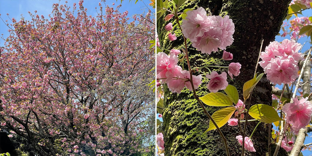 坐漁荘中庭のボタン桜