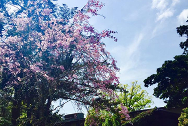 枝垂れ桜、見頃です