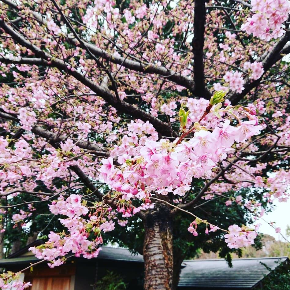 坐漁荘本館庭園の河津桜、7～8分咲き