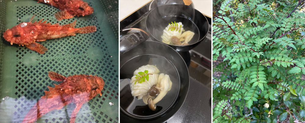 【ABBA Resorts Izu-坐漁荘 和食処さくらからのご案内】