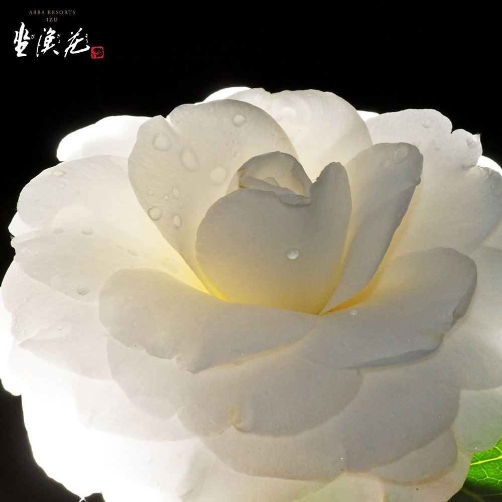 【耐得冬寒，必有暗香】
