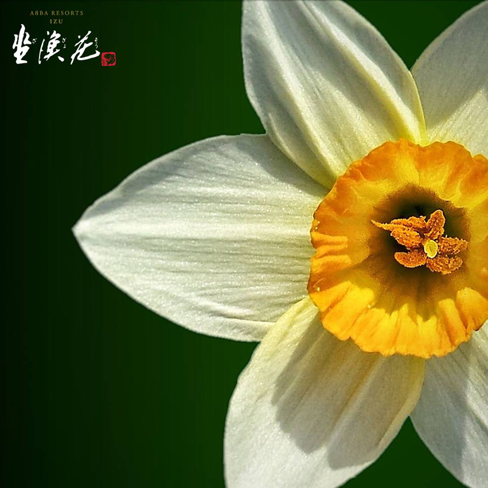 【抬頭飽覽滿樹櫻色，低頭細觀水仙靜好】