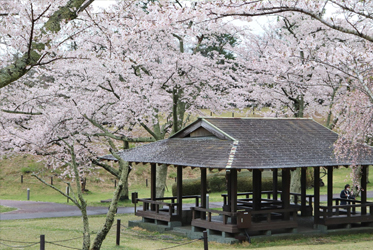 產地直送
