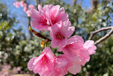 桜の便りが次々に開かれるこの折