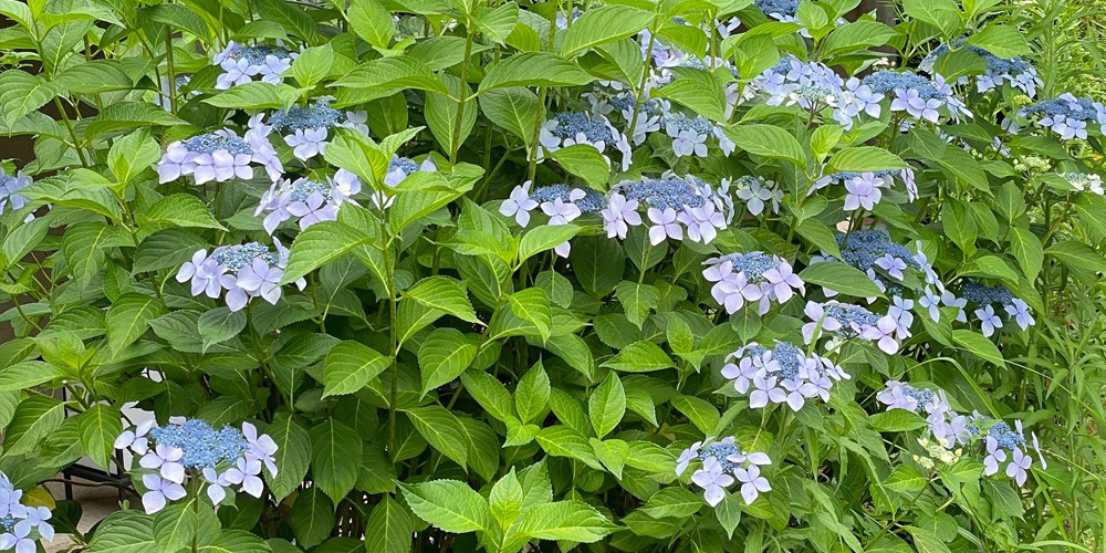 紫陽花 の花咲く季節になって来ましたね
