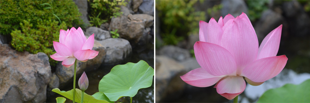 蓮の花