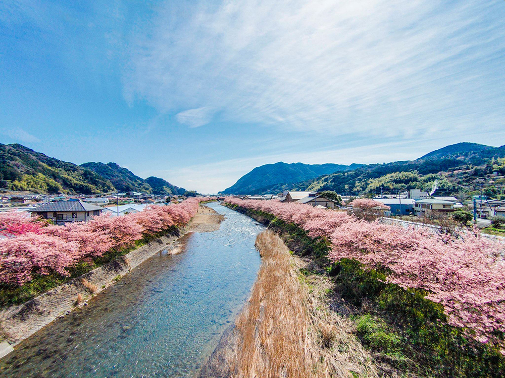 「伊豆河津櫻：早春的粉色浪漫」