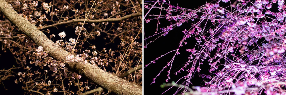 坐漁荘から車で約10分ほどの場所にあるさくらの里では、夜桜鑑賞会を開催中です