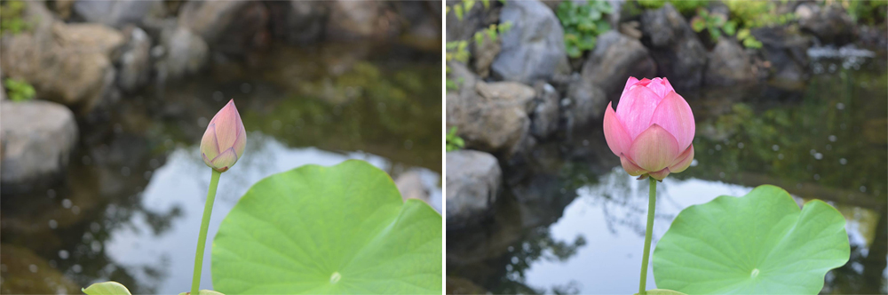 蓮の花