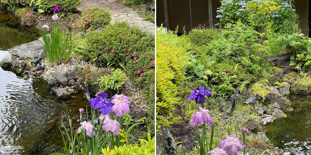 紫陽花 の花咲く季節になって来ましたね