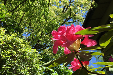 そのそこに『赤く』咲けるは何の花ぞも…