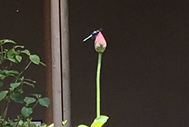 待ち焦がれる、初夏の彩り