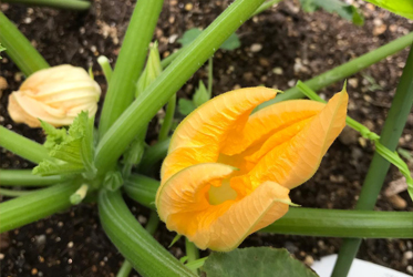 菜園裡的櫛瓜開花了