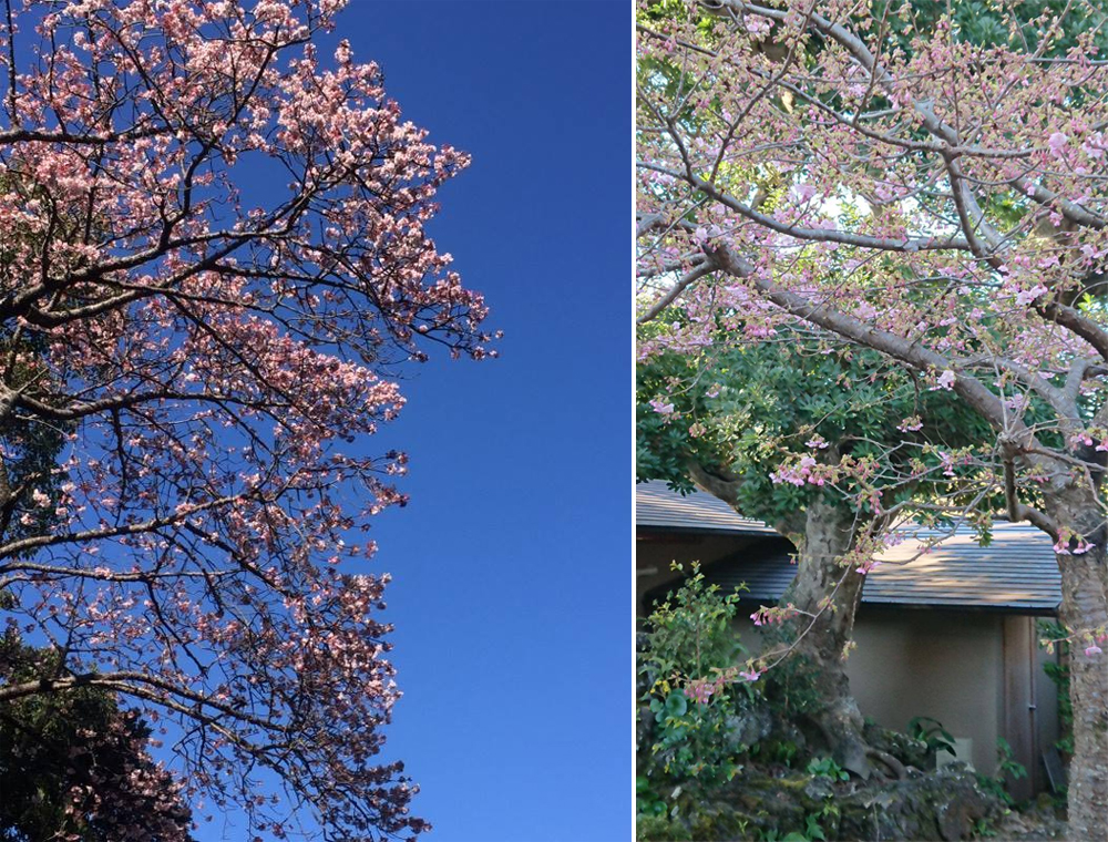 「坐漁荘さくら情報」